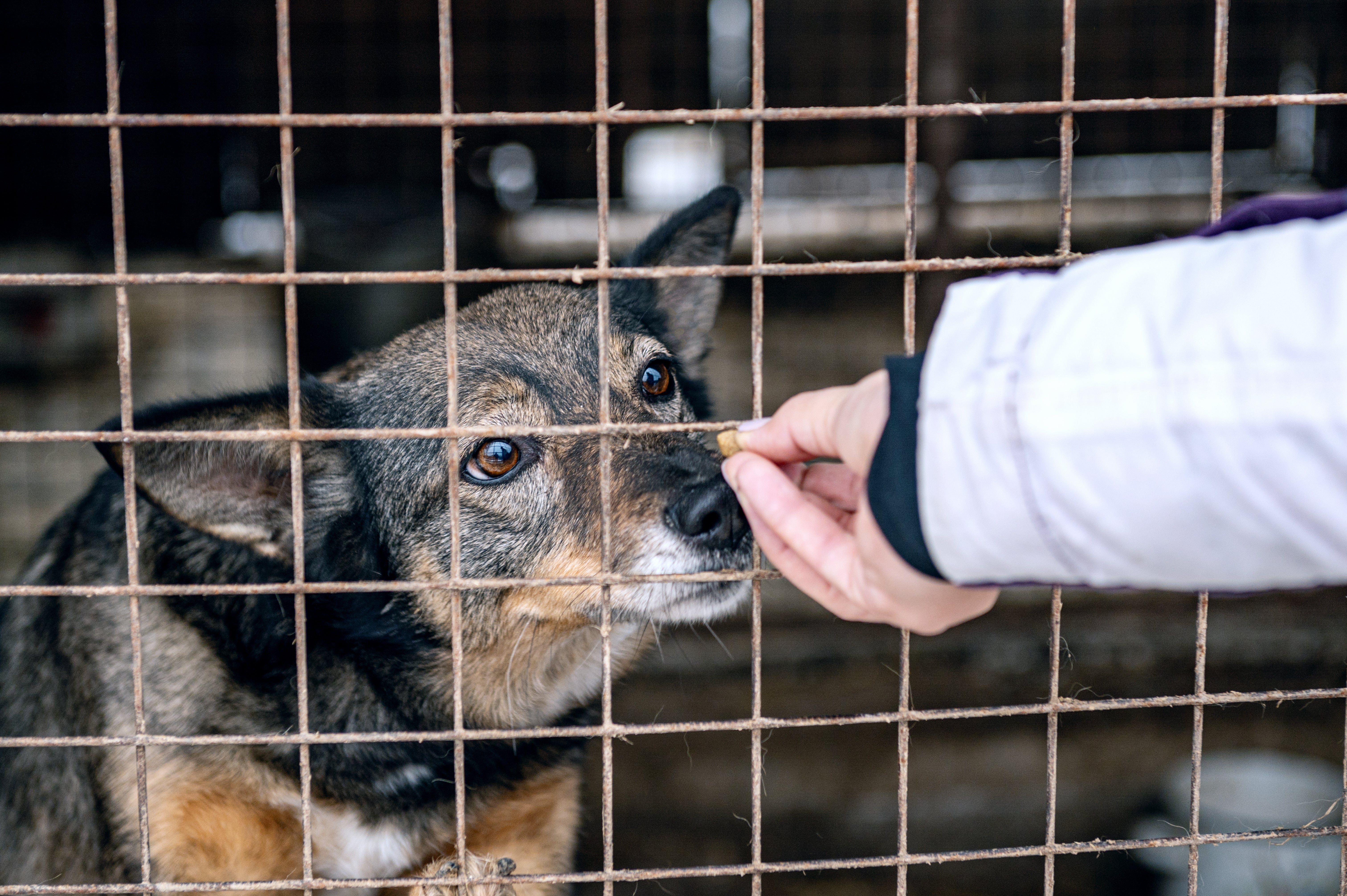 Adoption animale : Pourquoi et comment offrir une seconde chance à un animal en France